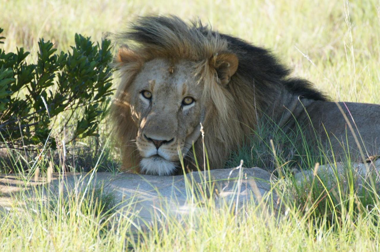 Lalibela Game Reserve - Kichaka Lodge Paterson Exterior foto