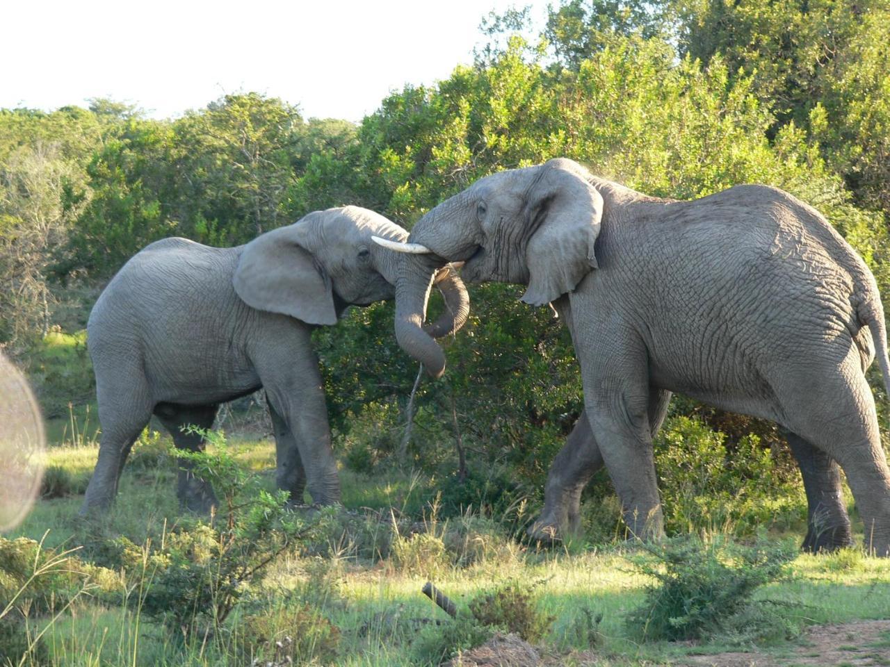 Lalibela Game Reserve - Kichaka Lodge Paterson Exterior foto