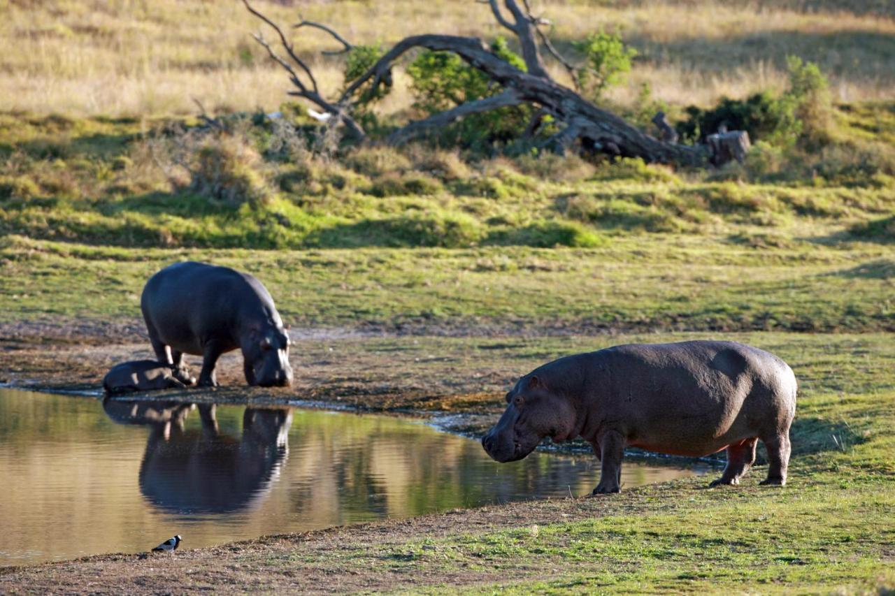 Lalibela Game Reserve - Kichaka Lodge Paterson Exterior foto